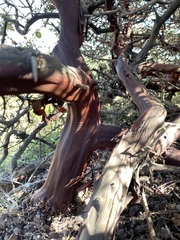 Arctostaphylos purissima