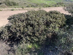 Arctostaphylos purissima