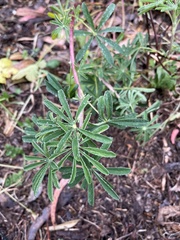 Lupinus angustifolius