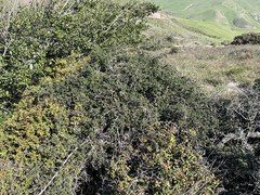 Ceanothus impressus impressus