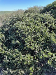 Arctostaphylos purissima
