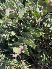 Arctostaphylos purissima