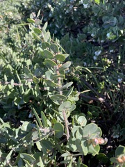 Arctostaphylos purissima