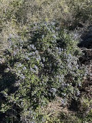 Ceanothus impressus impressus