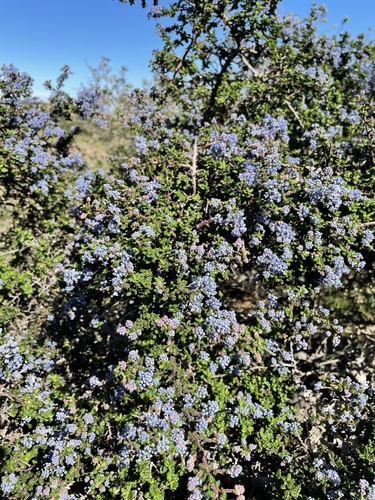Ceanothus impressus