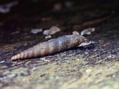Oospira