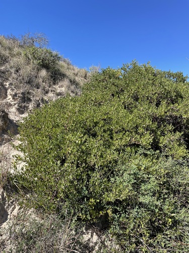 Image of Arctostaphylos rudis by (c) Matt Berger, some rights reserved (CC BY)