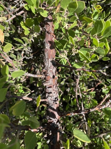 Image of Arctostaphylos rudis by (c) Matt Berger, some rights reserved (CC BY)