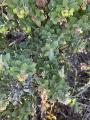 Arctostaphylos purissima