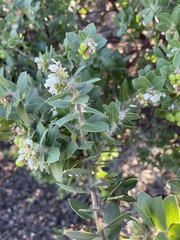 Arctostaphylos purissima