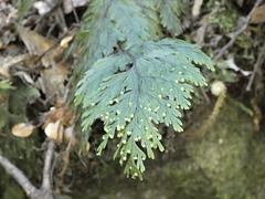 Hymenophyllum scabrum