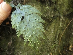 Hymenophyllum scabrum
