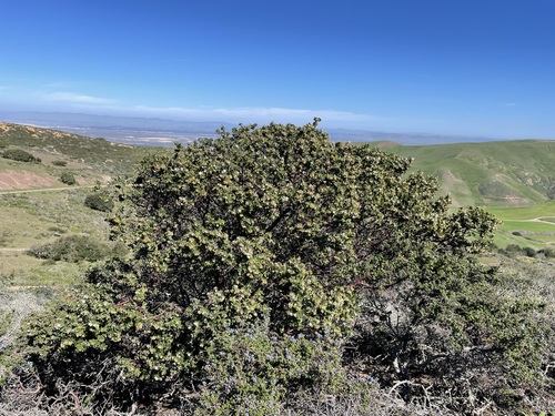 Image of Arctostaphylos purissima by (c) Matt Berger, some rights reserved (CC BY)