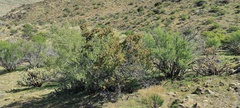 Prunus fremontii