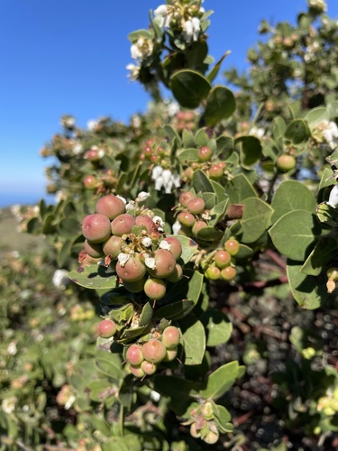 Image of Arctostaphylos purissima by (c) Matt Berger, some rights reserved (CC BY)