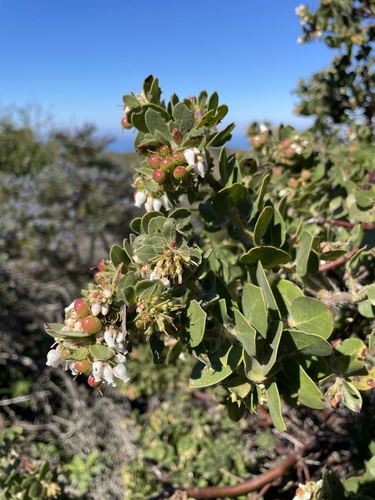 Image of Arctostaphylos purissima by (c) Matt Berger, some rights reserved (CC BY)