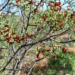 Acacia colletioides