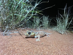 Nephrurus levis levis