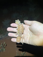 Nephrurus levis levis