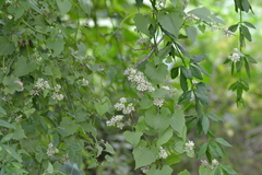 Mikania periplocifolia