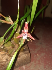 Maxillaria tenuifolia