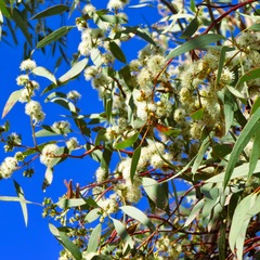 Eucalyptus dumosa