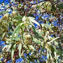 Eucalyptus dumosa