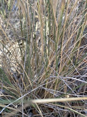 Amphipogon caricinus