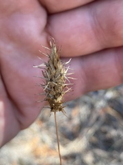 Amphipogon caricinus