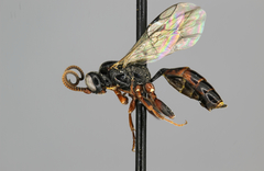 Dicaelotus gelechiae