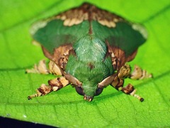 Parasa pastoralis