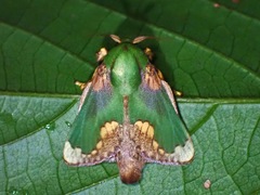 Parasa pastoralis