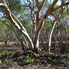 Eucalyptus gracilis