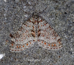 Trichopterigia sanguinipunctata