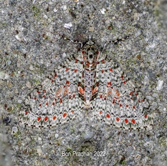 Trichopterigia sanguinipunctata