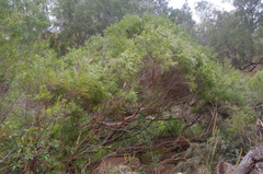 Leptospermum brachyandrum
