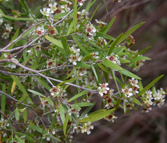 Leptospermum brachyandrum