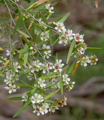 Leptospermum brachyandrum