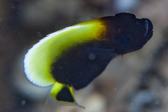 Chaetodontoplus conspicillatus