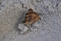 Doxocopa agathina vacuna