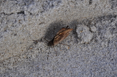 Doxocopa agathina vacuna