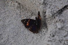 Doxocopa agathina vacuna