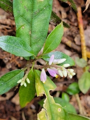 Polygala arcuata