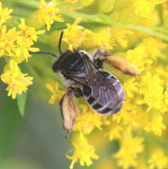 Melissodes illatus