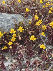 Erythranthe serpentinicola
