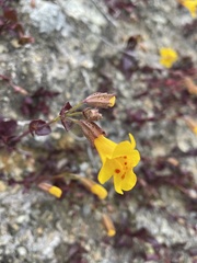 Erythranthe serpentinicola