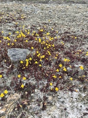 Erythranthe serpentinicola