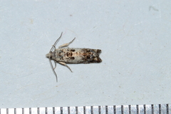 Eucosma ornatula