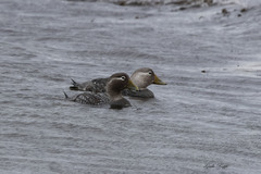Tachyeres leucocephalus