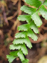 Asplenium normale normale